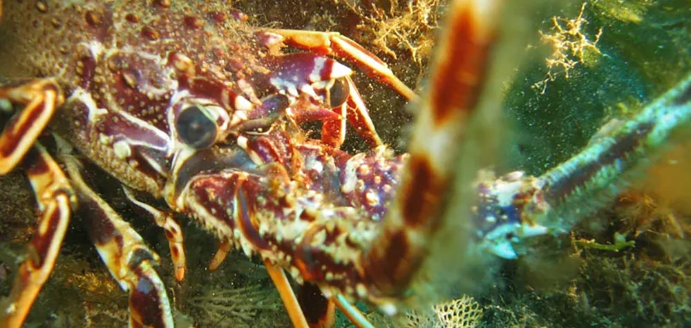 Sea Diver Diving Center | Diving | AOTS | San Vito Lo Capo